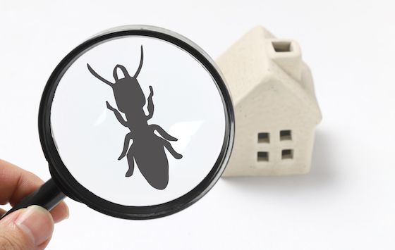 building-inspector-termites